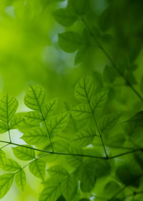 Green leaves depicting Sharp's Eco Vision
